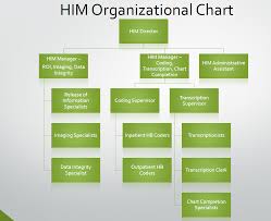 Him Department Org Chart Health Information Technologies