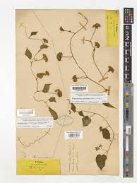 Image result for Jacquemontia paniculata