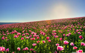 Amazing Flower Field Wallpaper 2560x1600 22455 Field Wallpaper Flower Field Amazing Flowers