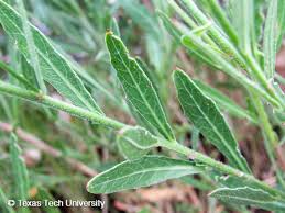 Image result for Oenothera lindheimeri
