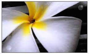 Kalachuchi Plumiera Rubra Plumeria Rubra Temple Flower Frangipani Herbal Medicine Alternative Medicine Plumeria Planting Flowers Medicinal Plants