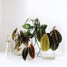 Water Propagation Is Going Well Even In Autumn Currently Propagated Cuttings Maranta Leuconeura Tricolor Mon Begonia Maculata Peperomia Propagating Plants