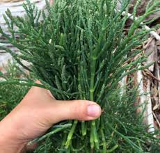 Image result for Salicornia perrieri