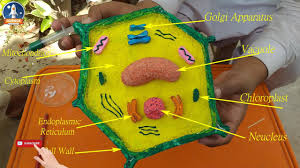 In short, a cell project for my biology honors class. Easy Way To Make Plant Cell Model 3d Plant Cell Project For School Youtube