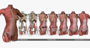 You really have to study anatomy reference books to understanding of so we will use the muscle chart from step 8 as a guide to block the muscle in, quite forcefully at first, as. Anatomia Muscular Torso Femenino Afroamericano Modelo 3d 249 Ma Free3d