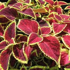 Image result for Coleus esculentus