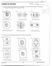 Apr 28 2006 11 4 meiosis and study workbook answers download on gobookee. Mitosis Diagram Unlabeled