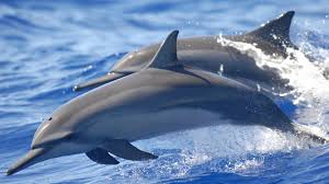 Dolphin
