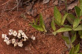 Image result for Pearsonia