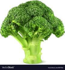 Fresh Green Broccoli Royalty Free Vector Image Brocolis Vegetais Alimentos