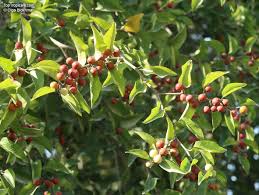 Image result for Ziziphus abyssinica