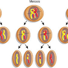 Maybe you would like to learn more about one of these? Meiomitosis During Normal Mitosis Sister Chromatids Are Separated Into Download Scientific Diagram