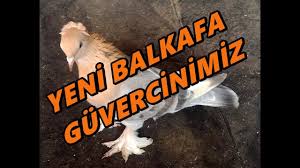 Yeni Bal Kafa Guvercinimiz Youtube