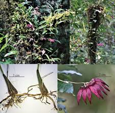 Image result for Bulbophyllum sp. nov