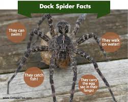 The northern yellow sac could also hurt humans, though they are considered as mildly venomous. Facts About Dock Spiders Cottage Tips