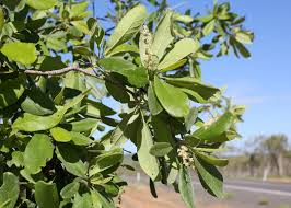Image result for Terminalia macroptera