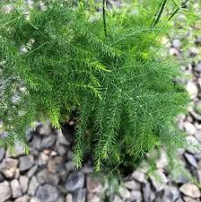 Image result for Asparagus laricinus