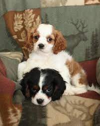 Cavalier King Charles Spaniel Puppy For Sale Cavalier King Charles Dog King Charles Cavalier Spaniel Puppy King Charles Dog