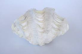 Cardium clam shells, clam shell, seashells, shells, craft shells, beach decor, small shells, tiny shells, cardium clam seashells. Clam Shell 20x31cm Lemon Tree Interiors