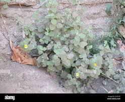 Image result for Jamesbrittenia integerrima