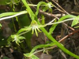 Image result for Habenaria schimperiana