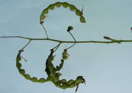 Image result for Desmodium uncinatum