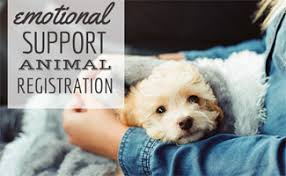 At federal service dog registration we provide free service dog and emotional support animal registration. Legitimate Emotional Support Animal Registration Caninejournal Com