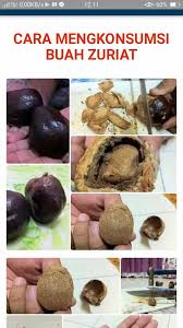 Nah, dengan mengkonsumsi buah zuriat dan mengikuti promil setelah anda keguguran, kemungkinan besar rahim anda akan kuat kembali untuk mengandung janin baru anda. Buah Zuriat Madinah Untuk Promil Posts Facebook