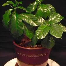These products can then be given to plants such as the following, to boost their growth: Arabica Coffee Plant Plantingtree