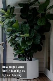 Expert Tips For Caring For Fiddle Leaf Fig Trees Plants Fiddle Leaf Fig Fiddle Leaf Fig Tree