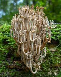 Coral Mushroom Ramaria Acrisiccescens North America No Attribution For Photo Photoof Stuffed Mushrooms Mushroom Pictures Plant Fungus