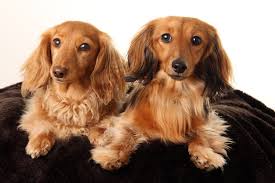 #dogblr #dachshund #wiener dog #wienerdog #long hair #winter #cozy. Do Dachshunds Shed I Love Dachshunds
