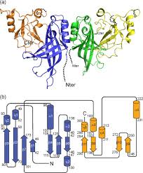 Marburg virus (marv) causes marburg virus disease in humans and nonhuman primates, a form of viral hemorrhagic fever. Crystal Structure Of Marburg Virus Vp40 Reveals A Broad Basic Patch For Matrix Assembly And A Requirement Of The N Terminal Domain For Immunosuppression Journal Of Virology