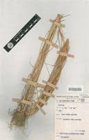 Image result for Andropogon pseudapricus