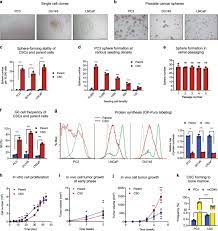Chemosensitization Of Prostate Cancer Stem Cells In Mice By Angiogenin And Plexin B2 Inhibitors Communications Biology