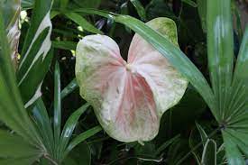 Giant Pink Obake Anthurium Royal Summit Anthurium Flowers Plants