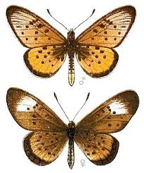 Image result for Tricliceras longepedunculatum