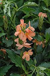 Image result for Crossandra pyrophila