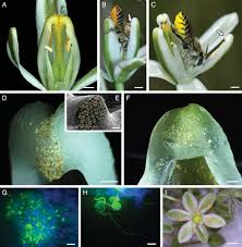 Image result for Albuca setosa