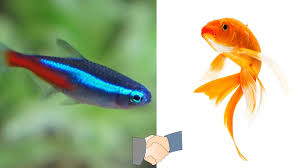 Most goldfish keepers have an instant eew! response. Can Neon Tetra And Goldfish Live Together Are They Good Tank Mates