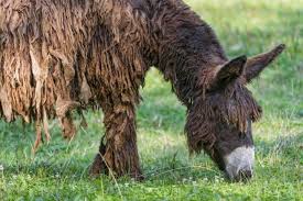 En villa gesell el 28 de agosto de 1965), es un saxofonista, guitarrista, vocalista y compositor de rock argentino. La Historia Del Exotico Burro Con Rastas Que Esta En Peligro De Extincion