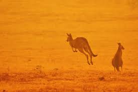 How Many Animals Died In Australia Fires 1 Billion Experts Estimate Vox
