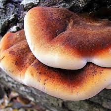 Image result for Ischnoderma resinosum