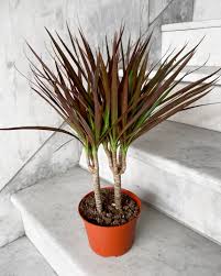Image result for Dracaena