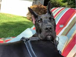 An ethical private breeder will screen his breeding stock for specific diseases and make clearance certificates available to prospective puppy parents. 4 Month Old Male Black Great Dane Puppy Up For New Home In Bridgeton New Jersey Puppies For Sale Near Me