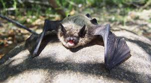 Purchase sustainable, breathable, and waterproof pet batting at alibaba.com for hygienic uses. Canadian Wildlife Federation Little Brown Bat
