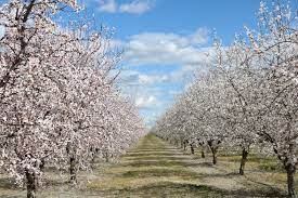 Ripon almond blossom festival feb. Ripon S Almond Blossom Festival Perfect Way To Celebrate Approach Of Sunny Days Manteca Bulletin