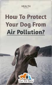 How To Protect Your Dog From Air Pollution Our Fit Pets Air Pollution Pollution Pets