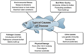 Fish Disease Index Prevention And Detection Aquarium Advice