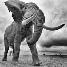 Abousetly Stunning Animal Photography Nature Animals Elephants Photos